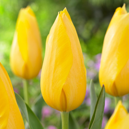 Muscadet-Tulpe, Tulpenzwiebeln, Blumenzwiebeln, Größe 10/11, 50 Stück