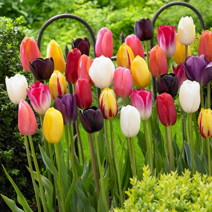 CEB15 Tulpen, Tulpenzwiebeln, Blumenzwiebeln, Farbmischung „Triumph Mixed“, 50 Stück