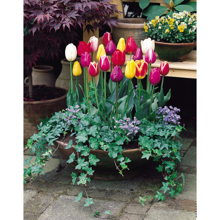 CEB15 Tulpen, Tulpenzwiebeln, Blumenzwiebeln, Farbmischung „Triumph Mixed“, 50 Stück