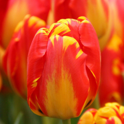 CEB1 TULIP BANJA LUKA BLUMENZWIEBELN 50 STÜCK.