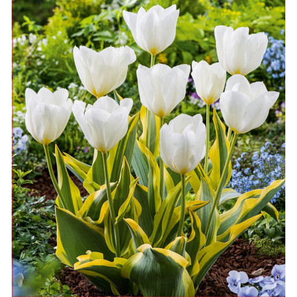Tulipe „Purissima“, Tulpenzwiebeln, Blumenzwiebeln, Größe 9,5/10, 50 Stück.