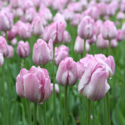 Tulpe „Candy Prince“, Tulpenzwiebeln, Blumenzwiebeln, Größe 9/10, 50 Stück