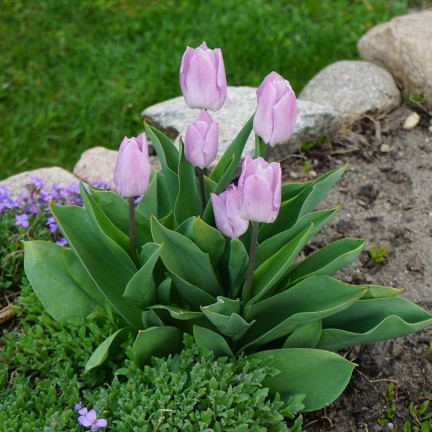 Tulpe „Candy Prince“, Tulpenzwiebeln, Blumenzwiebeln, Größe 9/10, 50 Stück