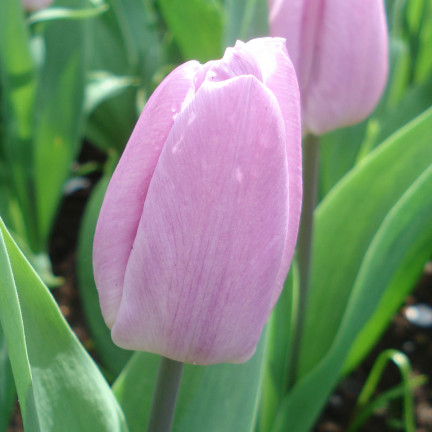 Tulpe „Candy Prince“, Tulpenzwiebeln, Blumenzwiebeln, Größe 9/10, 50 Stück