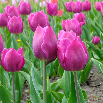 Tulpe „Purple Flag“, Tulpenzwiebeln, Blumenzwiebeln, Größe 9/10, 50 Stück