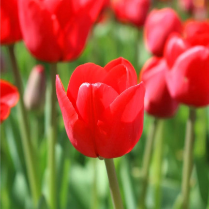 CEB12 TULIPAN BLOOMS CEB12 TULIPAN BLOOMS CEB12 TULIPAN BLOOMS CEB12 TULIPAN BLOOMS CEB12 TULIPAN BLOOMS CEB12 TULIPAN BLOOMS rot 
