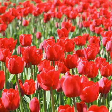 CEB12 TULIPAN BLOOMS CEB12 TULIPAN BLOOMS CEB12 TULIPAN BLOOMS CEB12 TULIPAN BLOOMS CEB12 TULIPAN BLOOMS CEB12 TULIPAN BLOOMS rot 