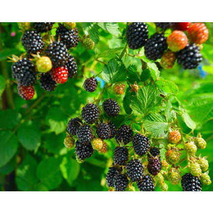 Sumin-Dünger für Erdbeeren, Walderdbeeren, Himbeeren und Brombeeren, optimale Zusammensetzung, 1 kg
