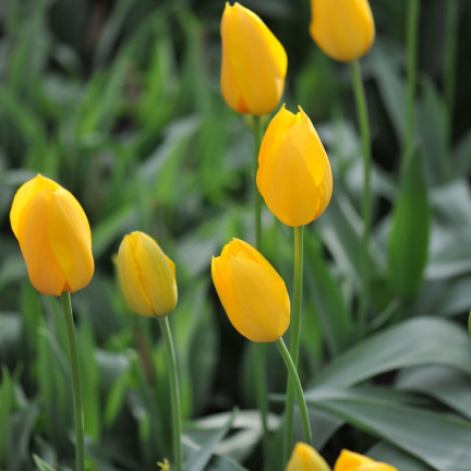 Muscadet-Tulpe, Tulpenzwiebeln, Blumenzwiebeln, Größe 10/11, 50 Stück