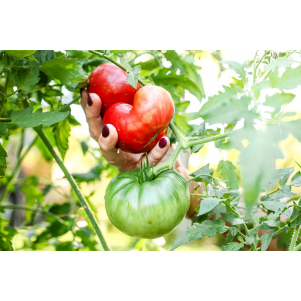 Wasserlöslicher Dünger für Tomaten, 250 g, „Moc obfitości“