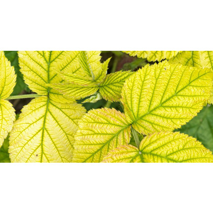 SUM40 Help Plant Eisen (Fe) 20 ml, Blattdünger, beugt physiologischen Erkrankungen und Wachstumshemmungen vor