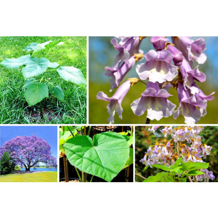  CESAR PAULownia (Sauerstoffbaum) CO2