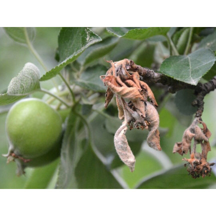 SUM39 Sumin Help Plant CU 20ml Kupfermangel Pflanzenspray