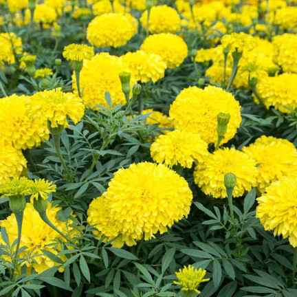 Großblütige Tagetes „Moonlight“, Tagetes-Samen, essbare Blüten, 1 g