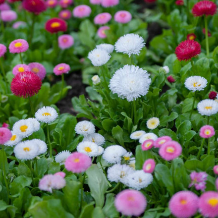 R2573 Gänseblümchen, gefüllte Blüten, Mischung, Samen, 0,2 g, bunte Blüten