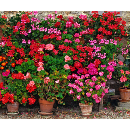 Beet-Geranien-Mischung, Pelargonium zonale, Geraniensamen-Mischung