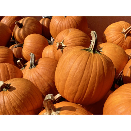 W1038 GOLIAS KÜRBIS CUCURBITA MAXIMA SAMEN KÜRBISFRUCHT BIS ZU 30KG 4G