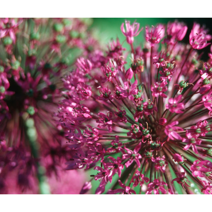 Allium-Blumenzwiebeln, Knoblauch „Red Giant“, Größe 10/12, 10 Stück