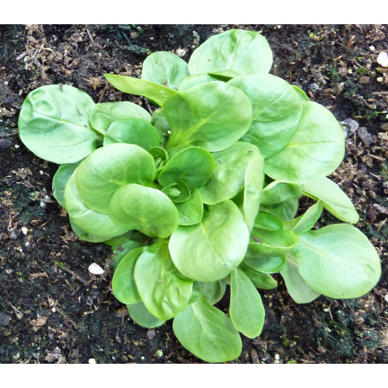 W1186 FELDSALAT GEMÜSESAMEN VITAMINREICHER KOPFSALAT 1G