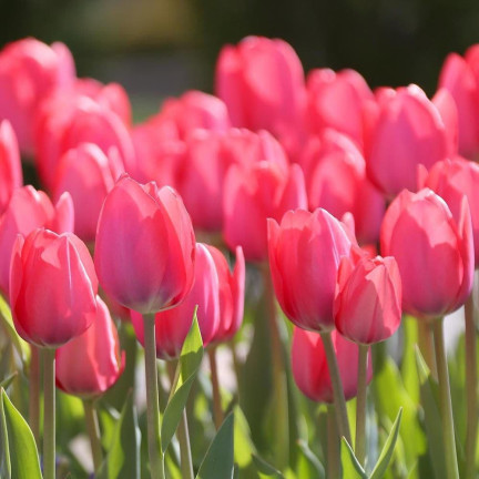 CEB16 TULPE GLÜHBIRNE ROT BLUME GLÜHBIRNE VAN EIJK 50PCS