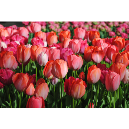 CEB16 TULPE GLÜHBIRNE ROT BLUME GLÜHBIRNE VAN EIJK 50PCS