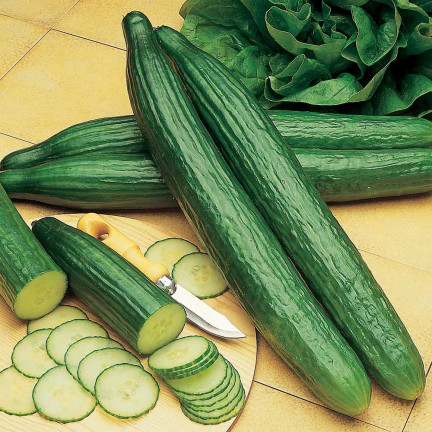 W1339 rechteckig DELICIUS-GEMÜSE SEEDS PORTUGAL VARIETIES
