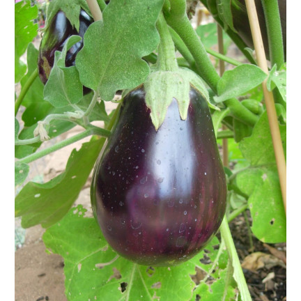 W1003 AUBERGINE SAMEN SCHWARZE SCHÖNHEIT LILA BIRNE DER LIEBE 1G