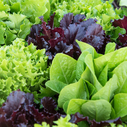 W6595 SALATMISCHUNG SORTEN SALATSAMEN KNACKIGE BUTTERMISCHUNG 1G