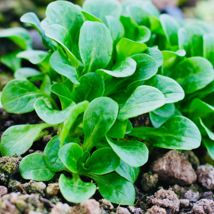 W1186 FELDSALAT GEMÜSESAMEN VITAMINREICHER KOPFSALAT 1G
