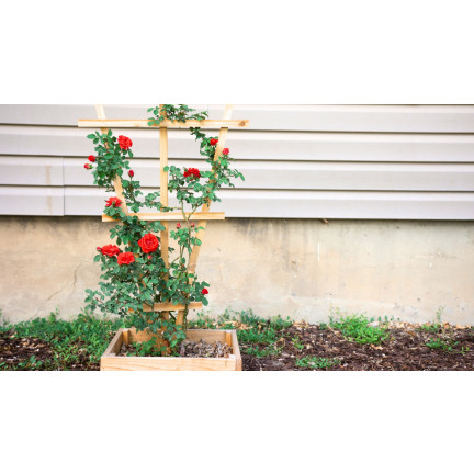 Rosenerde, Blumenerde zum Umtopfen, Spezialerde mit Perlit, Biovita 20 l