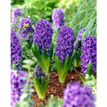 Hyazinthe „Blue Pearl“, Blumenzwiebeln, Hyazinthenzwiebeln, Größe 14/15, 5 Stück