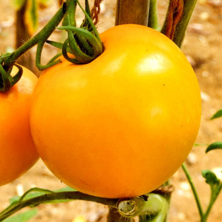 W1265 GEMAHLENE TOMATE TALL YELLOWSTONE SAMEN TOMATE SAFTIG GROSS 0.3G