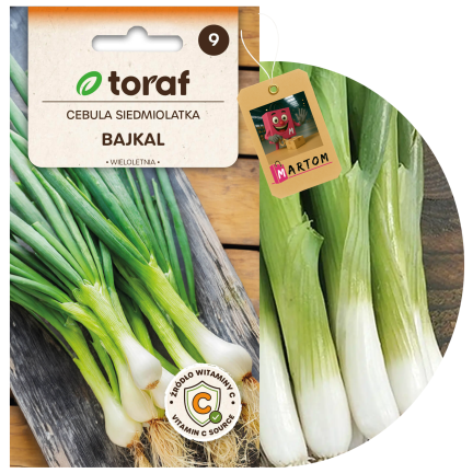 W1022 Siebenjährige Baikal-Zwiebel, schmackhafter, aromatischer Schnittlauch (Allium fistulosum L.), 3 g