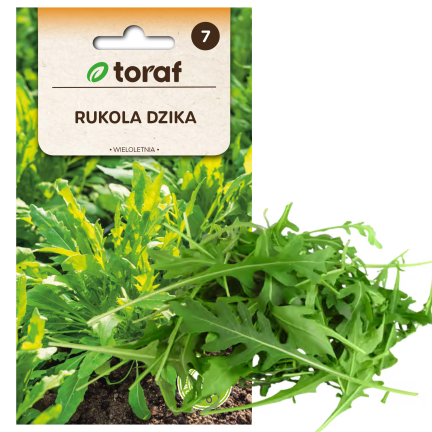 W1188 Wilde Rucola, mehrjährig, Samen, saftige, würzige Blätter, für Salate und Sandwiches, 1 g