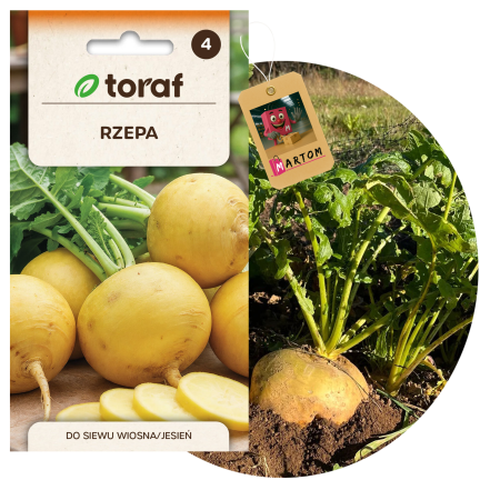 Speiserübe „Goudball“, Rübensamen, gelb, süßliches Fruchtfleisch, Toraf, 10 g