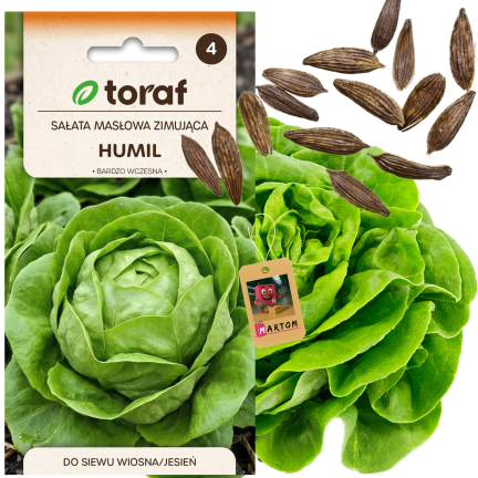 Winterfester Kopfsalat, Sorte „Humil“, Salatsamen, Toraf, 1 g