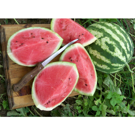 W9893 WATERMELON RED CAVON CRIMSON SWEET WATERMELON SEEDS 1G SWEET JUICY