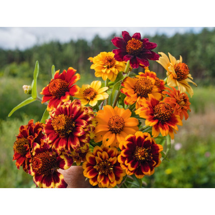 R2069 PERSIAN CYNIA SEEDS MIX COLOURFUL FLOWERS für Schnittblumen