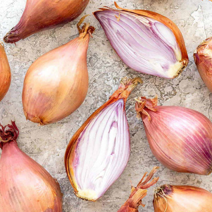 Schalotten (Conservor F1), Allium cepa L., Zwiebelsamen, 20 Stück