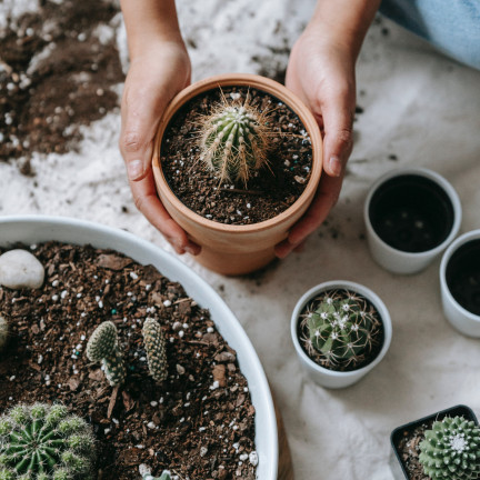 BIO10 ERDE FÜR KAKTEEN UND SUKKULENTEN ALOE VERA DURCHLÄSSIG 5L