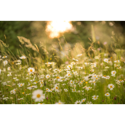 R4638 WIESE GÄNSEBLÜMCHEN WEISS RASEN GÄNSEBLÜMCHENSAMEN 0.2G