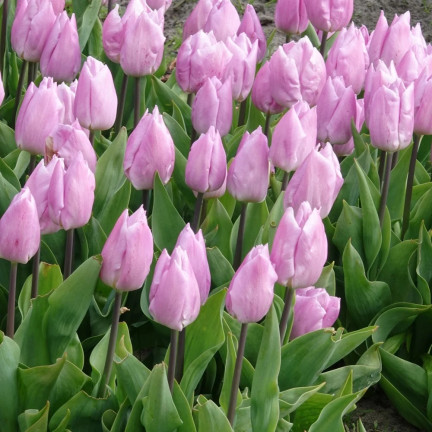 Tulpe „Candy Prince“, Tulpenzwiebeln, Blumenzwiebeln, Größe 9/10, 50 Stück