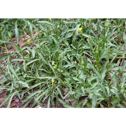 W1255 WILDWACHSENDE RUCOLA-SAMEN GEMÜSESALAT WÜRZIG 1G
