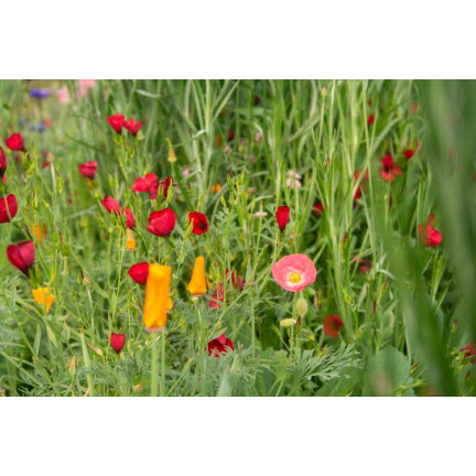 R1774 BLUMENWIESE EXPRESS FELDBLUMEN KRÄUTER SAMEN SCHNELL BLÜHEND 100G