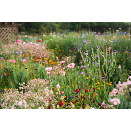 R1774 BLUMENWIESE EXPRESS FELDBLUMEN KRÄUTER SAMEN SCHNELL BLÜHEND 100G