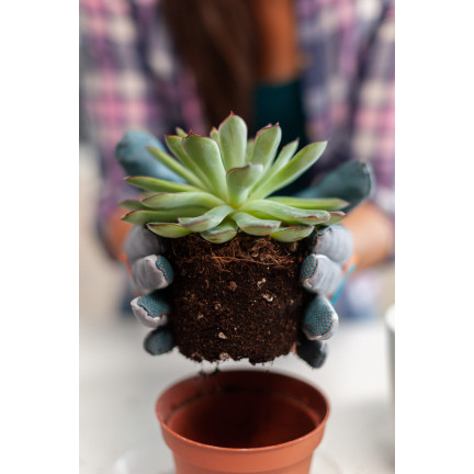 BIO10 ERDE FÜR KAKTEEN UND SUKKULENTEN ALOE VERA DURCHLÄSSIG 5L
