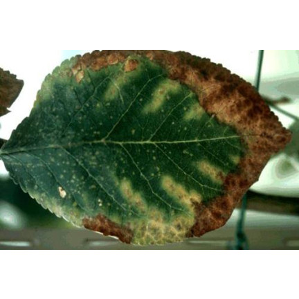 SUM39 Sumin Help Plant CU 20ml Kupfermangel Pflanzenspray