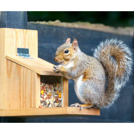 Futter für Eichhörnchen, Nahrung für Eichhörnchen, gesunde Mischung, Turdus, 500 g