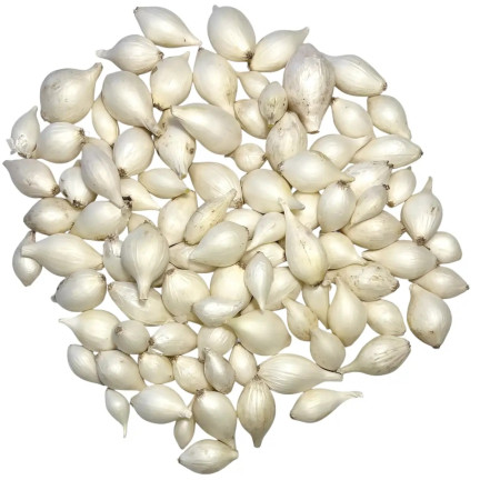 Weiße Zwiebeln „White Globe“, Größe 5–21 mm, 250 kg