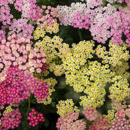 R2140 SCHAFGARBE SAMENMISCHUNG BEETBEPFLANZUNG MEHRJÄHRIG FÜR SCHNITTBLUMEN